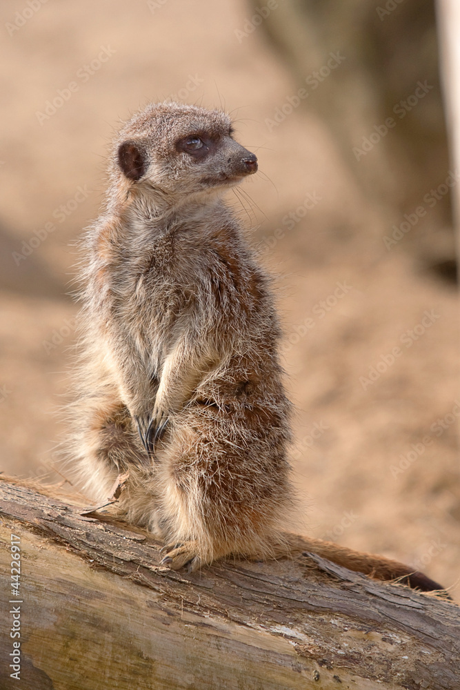 Fototapeta premium alert meerkat standing on log 6933