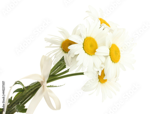 beautiful daisies flowers isolated on white