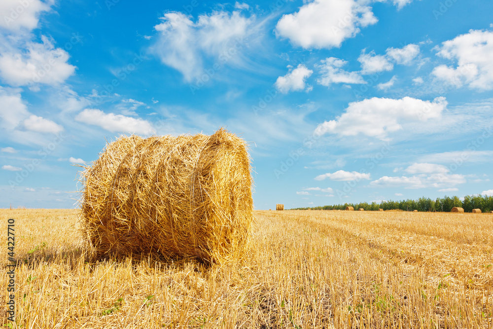 Hay bale on the field