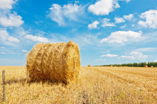 Hay bale on the field