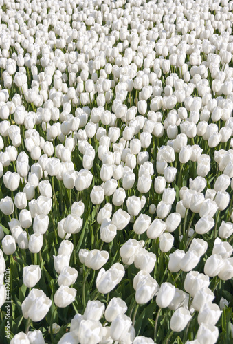 Flower bed with hundreds of bright white tulips photo