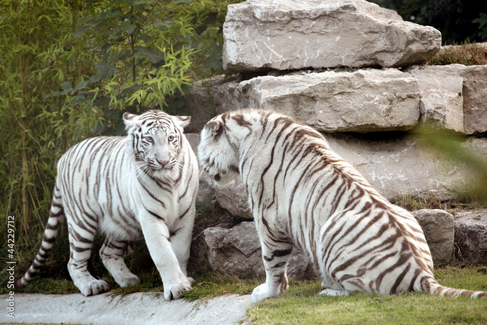 Naklejka premium tigre blanc