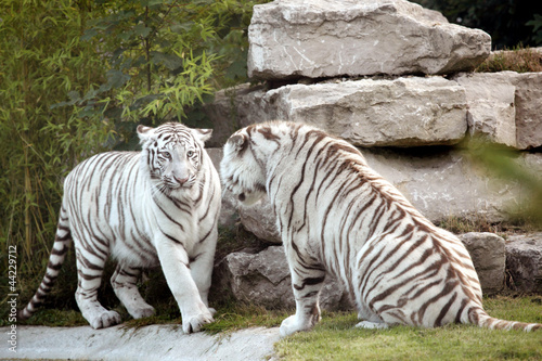 Fototapeta Naklejka Na Ścianę i Meble -  tigre blanc