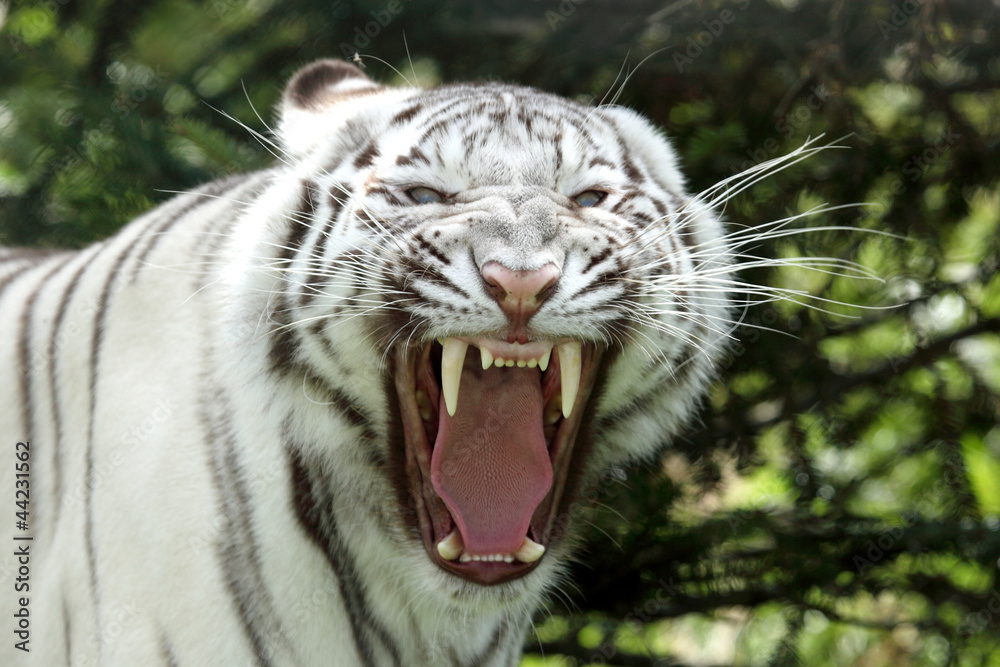 Obraz premium tigre blanc 