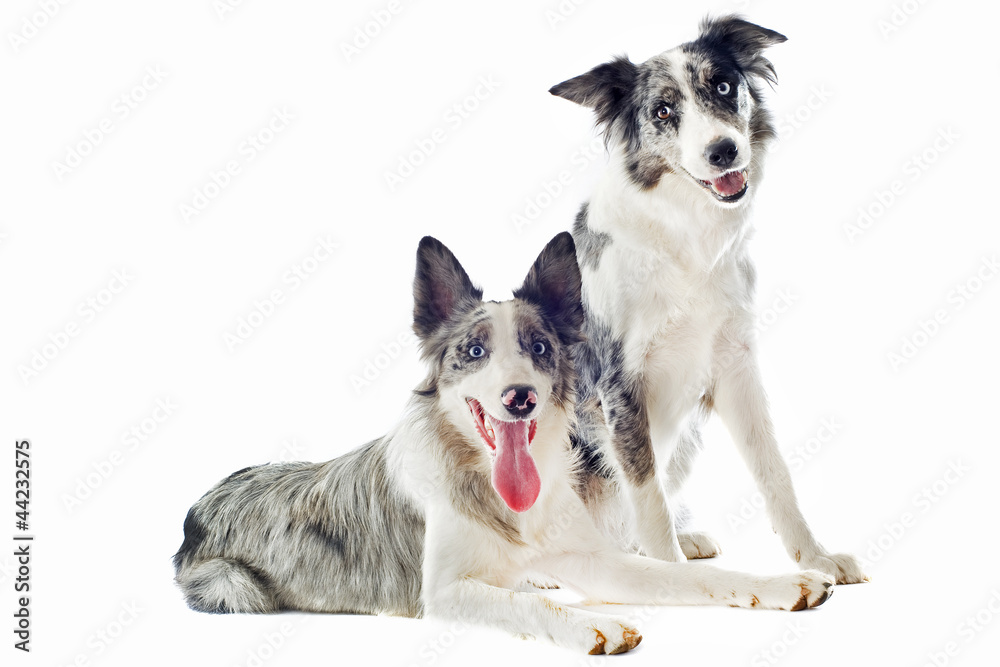 border collies border collies