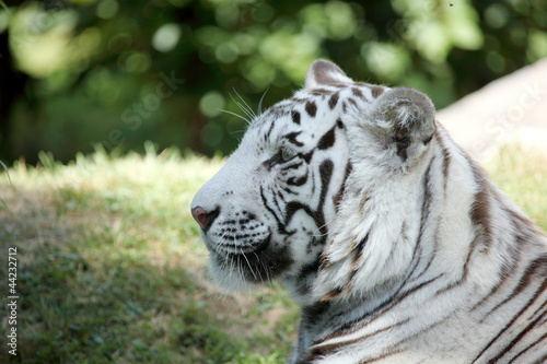 Fototapeta Naklejka Na Ścianę i Meble -  tigre blanc 