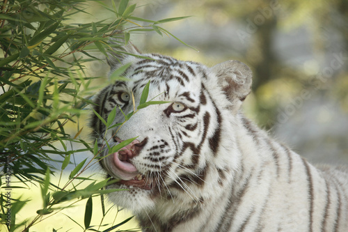tigre blanc  photo