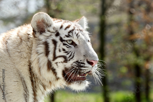 Fototapeta Naklejka Na Ścianę i Meble -  tigre blanc 