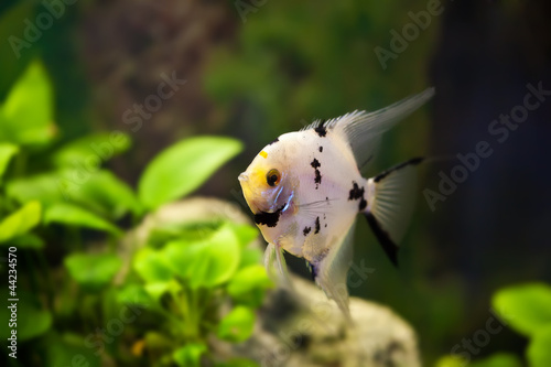 scalar aquarium fish in the green algae