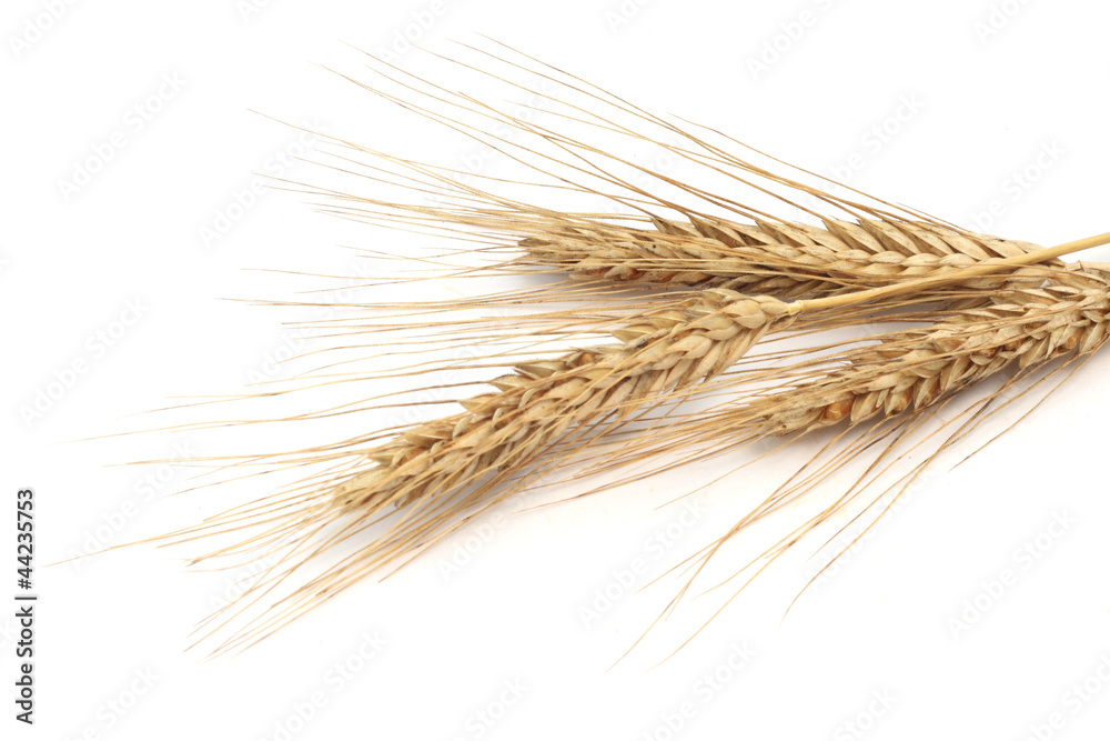 Wheat ears Wheat ears