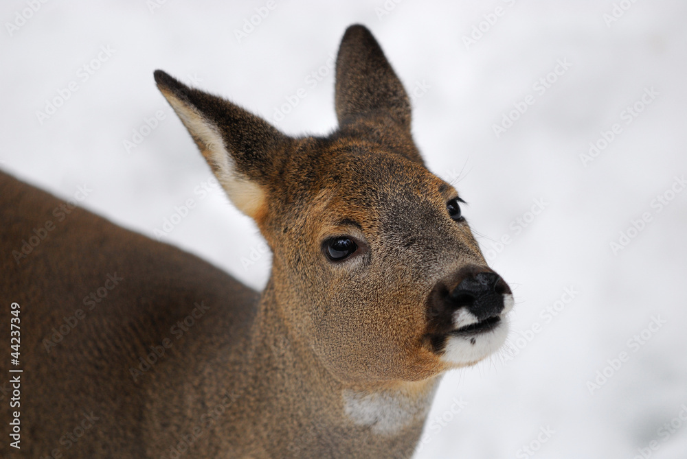 Fototapeta premium Rehwild, Ricke