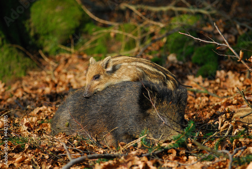 Wildschwein + Frischling photo