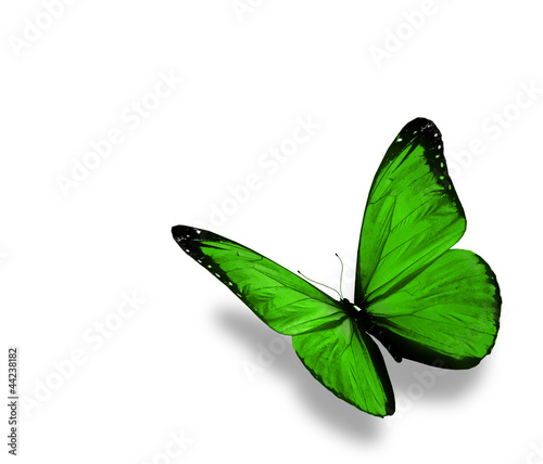 Green butterfly , isolated on white background