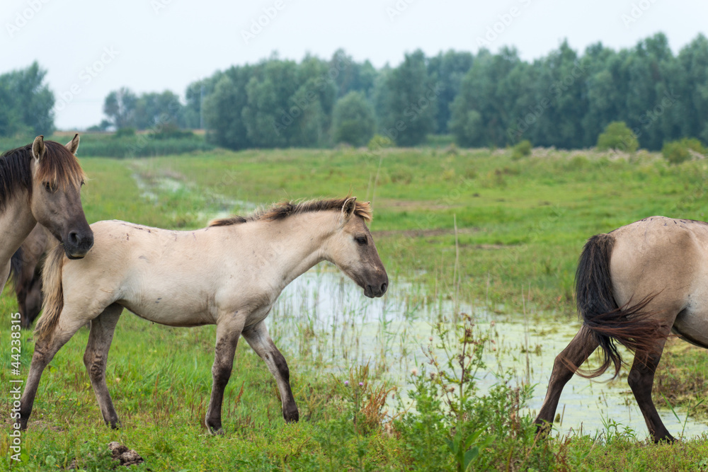 Horses walking over a puddle in summer Horses walking over a puddle in summer