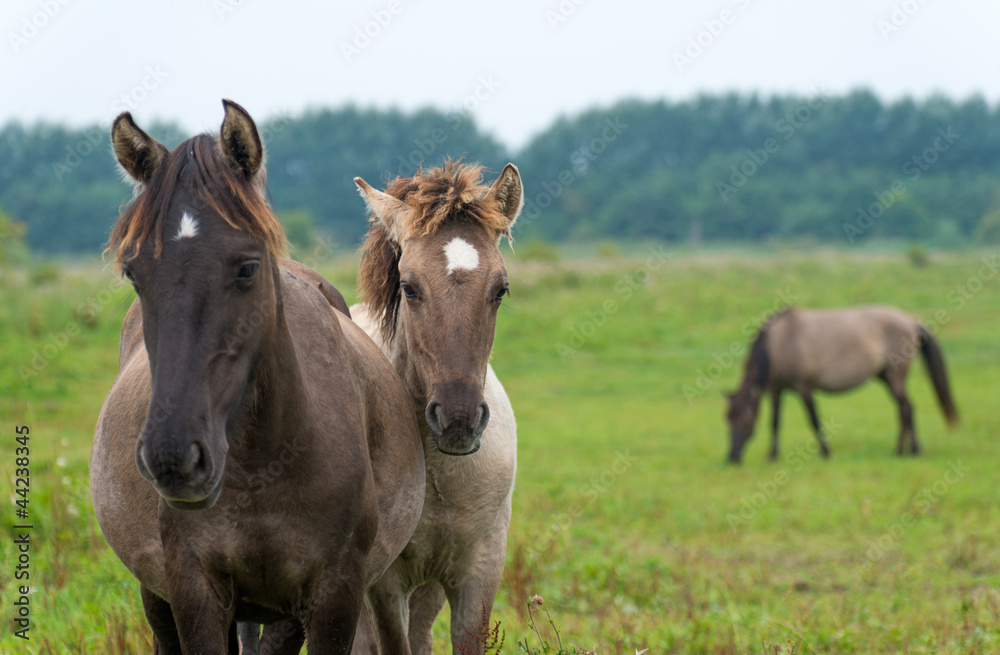 Horses looking at you in summer