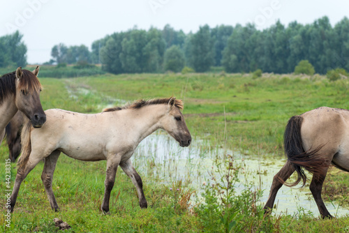 Horses walking over a puddle in summer