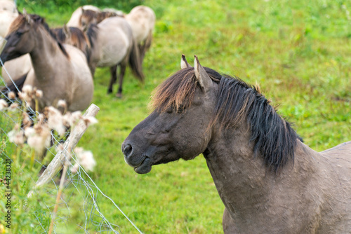 Horses near a fence in summer