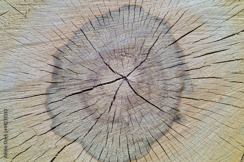 Beech tree texture