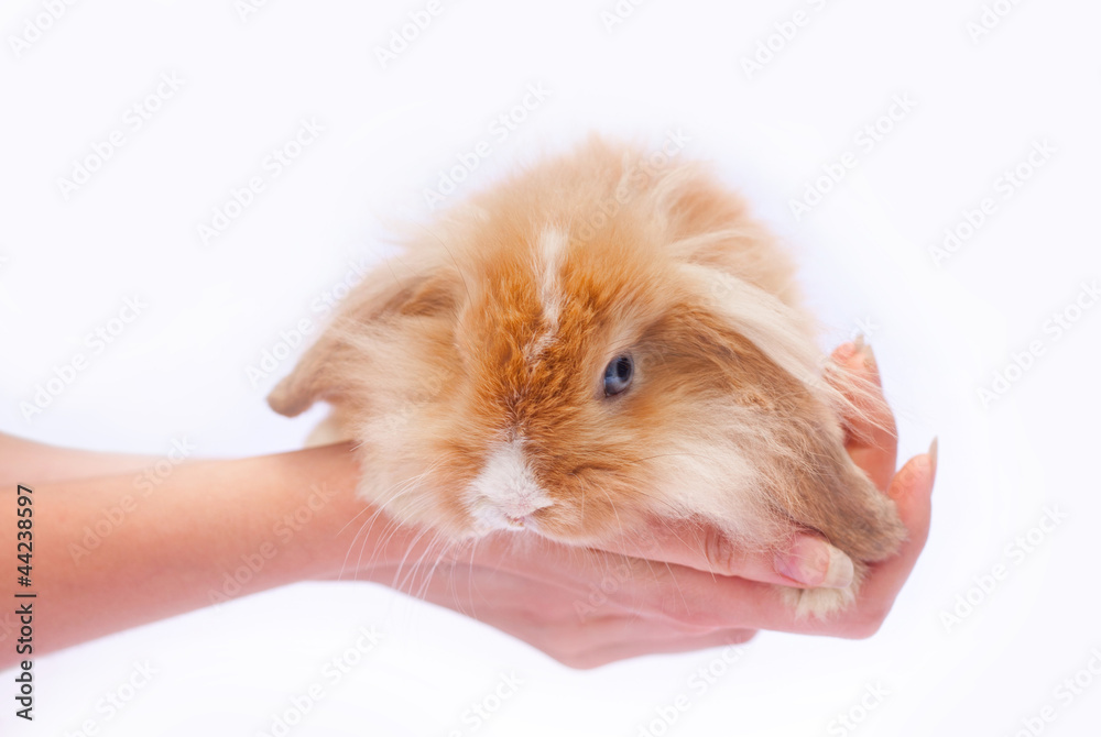 little rabbits in the hands little rabbits in the hands