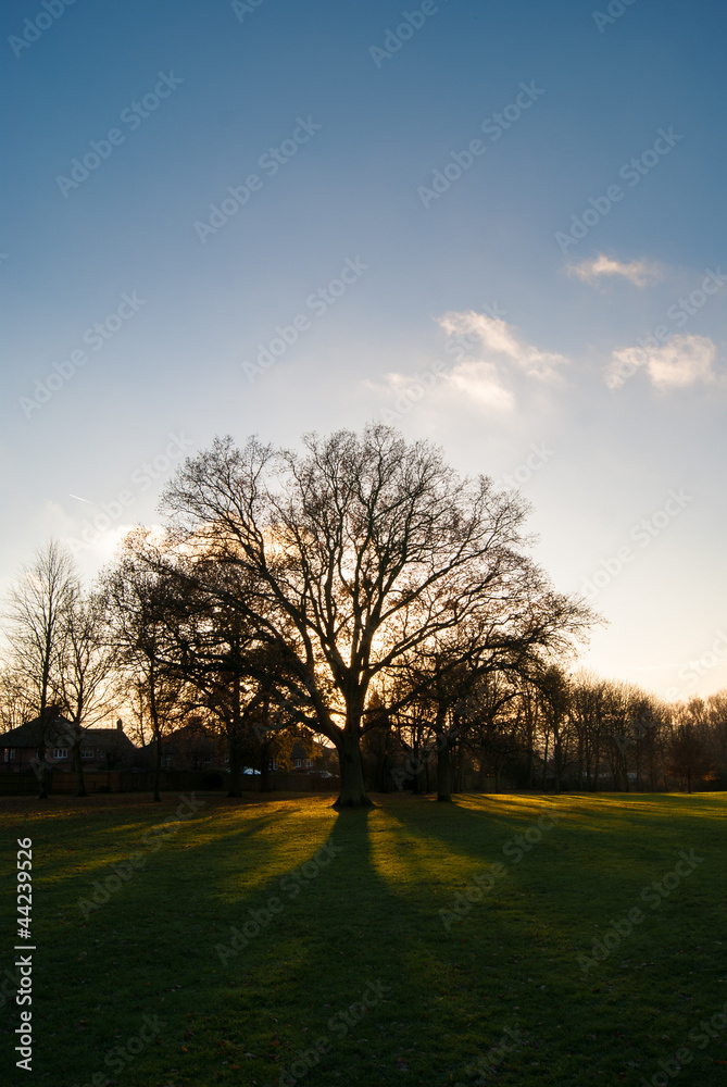 Lone tree at sunset Lone tree at sunset
