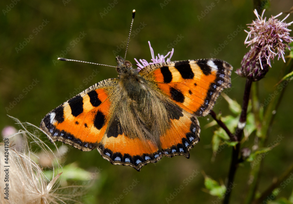 small tortoiseshell butterfly, thistle small tortoiseshell butterfly, thistle