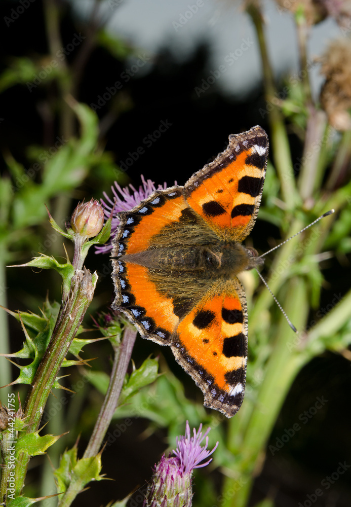 Obraz premium kleiner Fuchs, vertikal auf Disteln (Dämmerung)