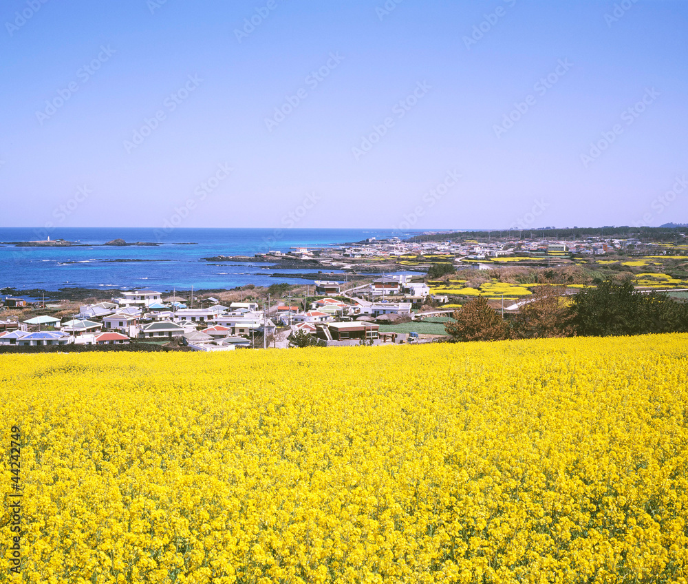 A Field Of Rape Flower Near Coastal Village Stock Photo Adobe Stock