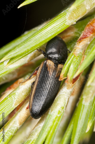 Ampedus tristis feeding on fir cone photo