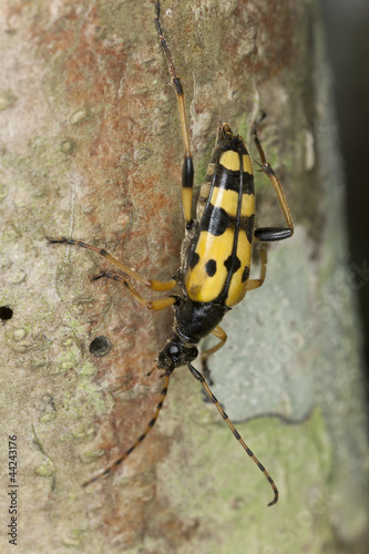 Long horn beetle (Rutpela maculata) macro photo © Henrik Larsson