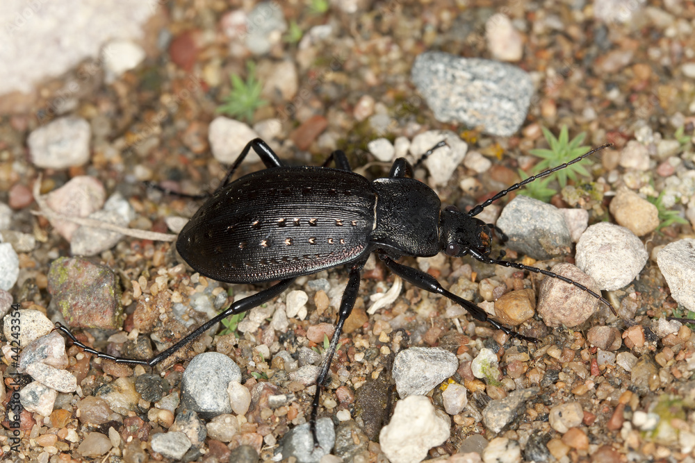 Ground beetle, Carabus hortensis, macro photo Ground beetle, Carabus hortensis, macro photo