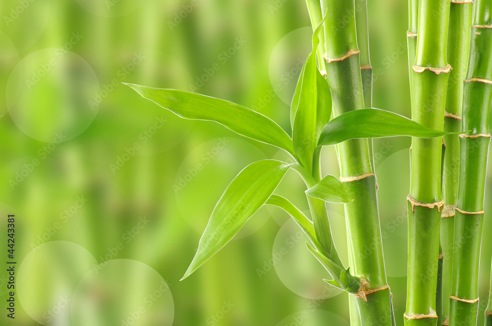 Fototapeta premium bamboo