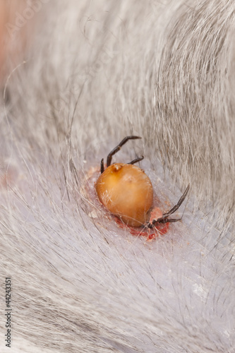 Tick feeding on cat, extreme close-up photo