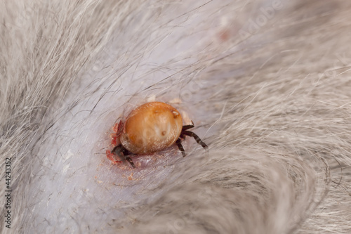 Tick feeding on cat, extreme close-up photo