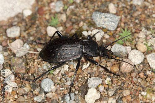 Ground beetle  Carabus hortensis  macro photo