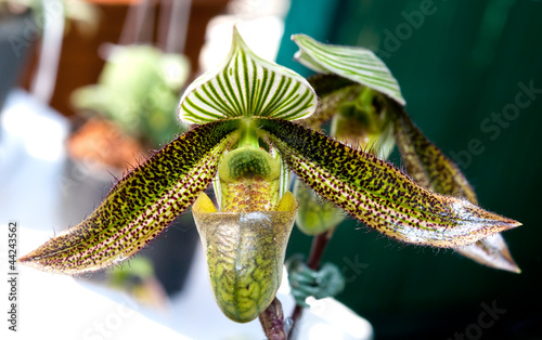 The Beautiful paphiopedilum