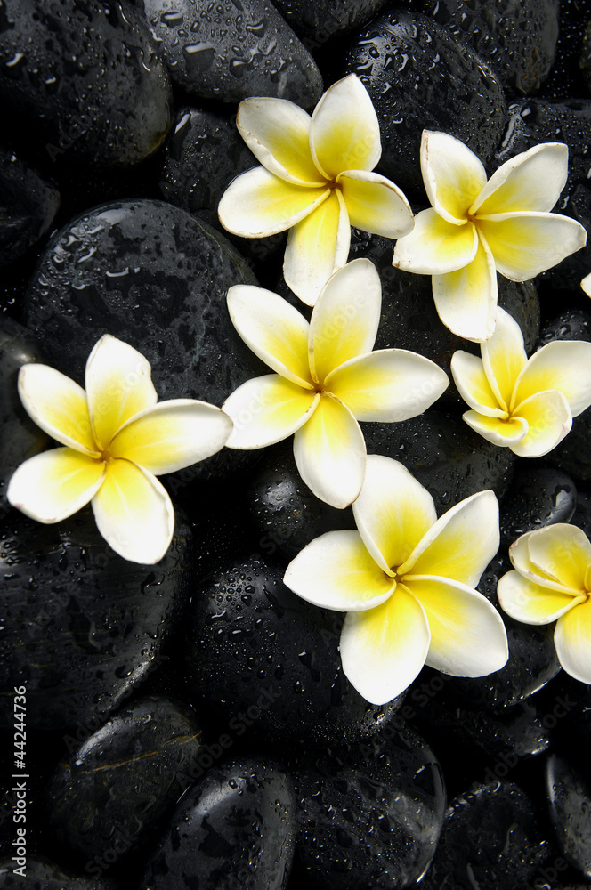 Still life with Set of frangipani on black peddles Still life with Set of frangipani on black peddles