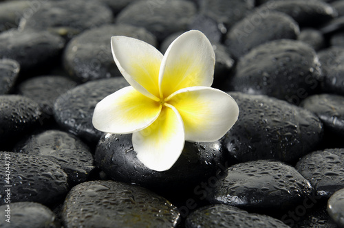 frangipani on black peddles in water drops as background