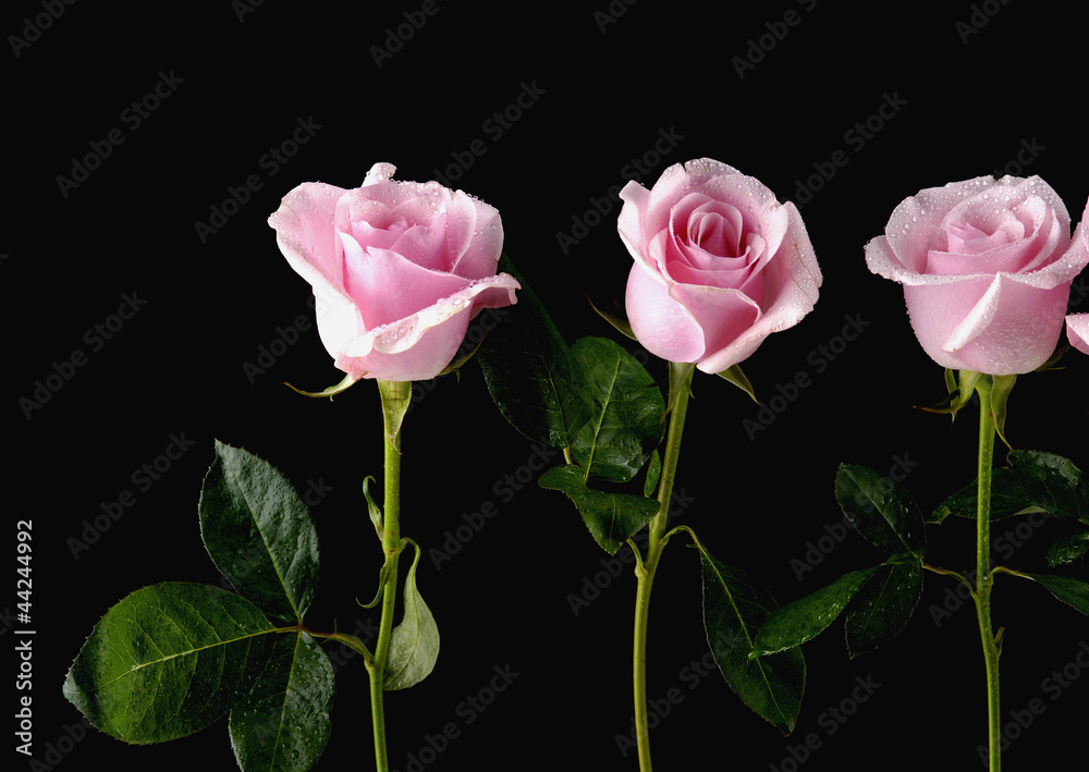 Three rose isolated on black