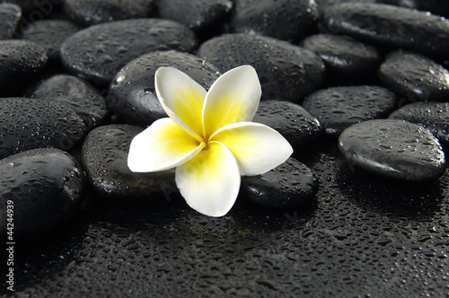 Bright frangipani on wet black peddles
