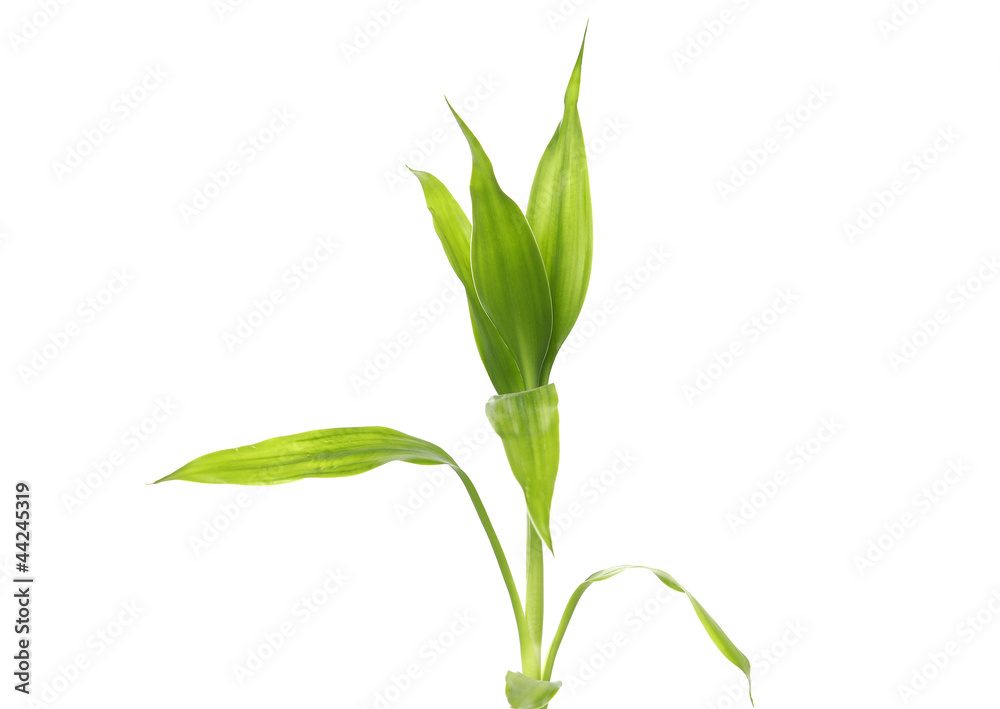 Bright Green bamboo sprout Isolated