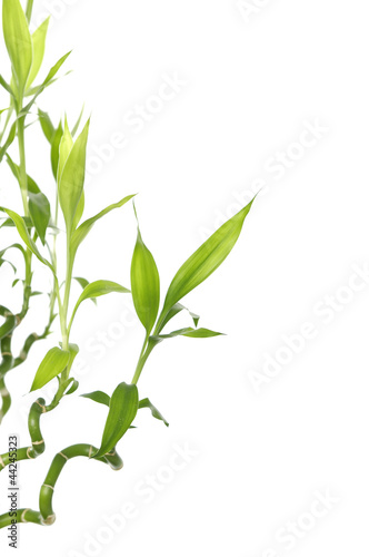 Green bamboo sprout border