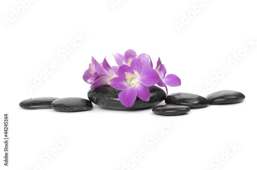 set of orchid with stones on the white background