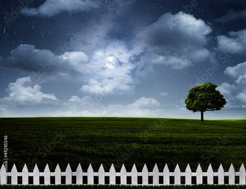 Nightly meadow. Natural summer backgrounds with alone tree on th