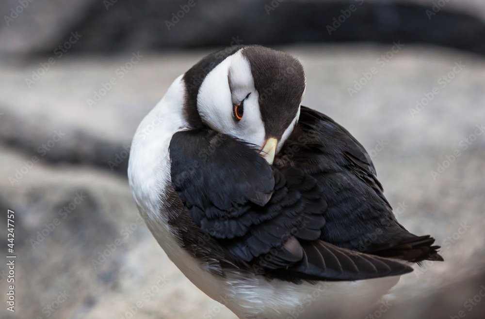 Fototapeta premium Puffin