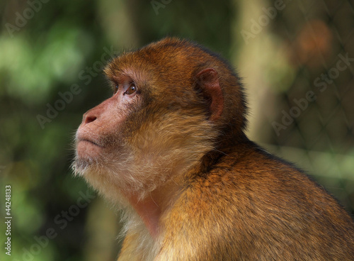 Berberaffe photo