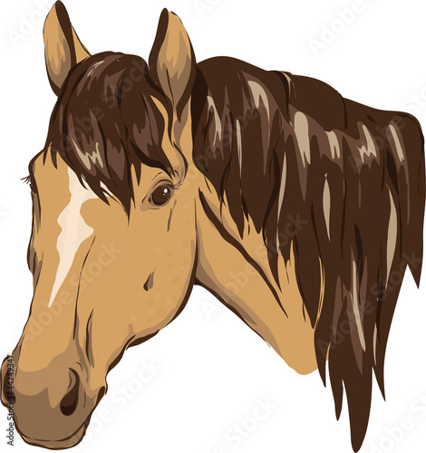 Brown horse