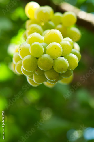 fresh bunch of green grapes