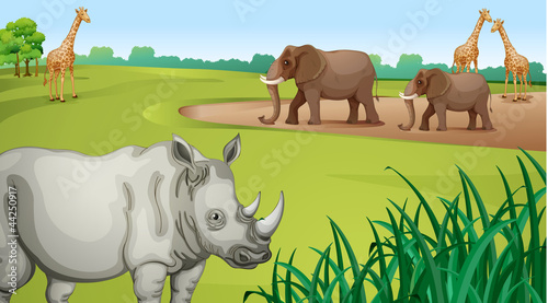 Various Animals