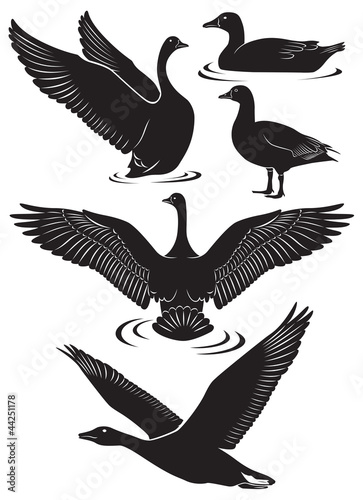 goose