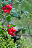 Closeup of red lingonberries